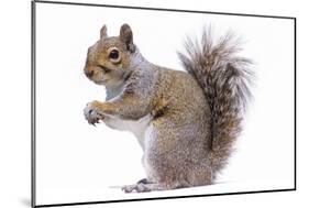 Grey Squirrel Side View-null-Mounted Photographic Print