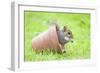 Grey Squirrel Sitting in Flower Pot-null-Framed Photographic Print