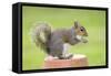 Grey Squirrel Sitting on Flower Pot-null-Framed Stretched Canvas