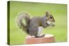 Grey Squirrel Sitting on Flower Pot-null-Stretched Canvas