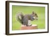 Grey Squirrel Sitting on Flower Pot-null-Framed Photographic Print