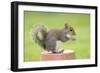 Grey Squirrel Sitting on Flower Pot-null-Framed Photographic Print