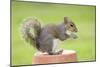 Grey Squirrel Sitting on Flower Pot-null-Mounted Photographic Print
