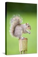 Grey Squirrel Sitting on Small Raised Flower Pot-null-Stretched Canvas