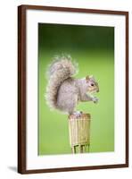 Grey Squirrel Sitting on Small Raised Flower Pot-null-Framed Photographic Print