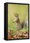 Grey Squirrel Standing on Hind Legs-null-Framed Stretched Canvas