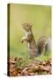 Grey Squirrel Standing on Hind Legs-null-Stretched Canvas