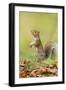 Grey Squirrel Standing on Hind Legs-null-Framed Photographic Print