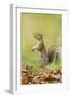 Grey Squirrel Standing on Hind Legs-null-Framed Photographic Print