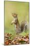 Grey Squirrel Standing on Hind Legs-null-Mounted Photographic Print