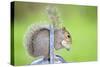 Grey Squirrel Standing on Metal Watering Can-null-Stretched Canvas
