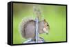 Grey Squirrel Standing on Metal Watering Can-null-Framed Stretched Canvas