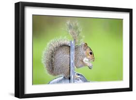 Grey Squirrel Standing on Metal Watering Can-null-Framed Photographic Print