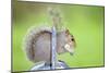 Grey Squirrel Standing on Metal Watering Can-null-Mounted Photographic Print