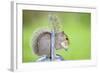 Grey Squirrel Standing on Metal Watering Can-null-Framed Photographic Print