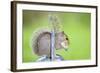 Grey Squirrel Standing on Metal Watering Can-null-Framed Photographic Print