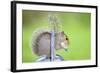 Grey Squirrel Standing on Metal Watering Can-null-Framed Photographic Print