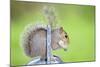 Grey Squirrel Standing on Metal Watering Can-null-Mounted Photographic Print