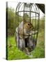 Grey Squirrel Trapped Inside a Squirrel Proof Bird Feeder-null-Stretched Canvas