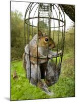 Grey Squirrel Trapped Inside a Squirrel Proof Bird Feeder-null-Mounted Photographic Print