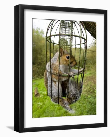 Grey Squirrel Trapped Inside a Squirrel Proof Bird Feeder-null-Framed Photographic Print