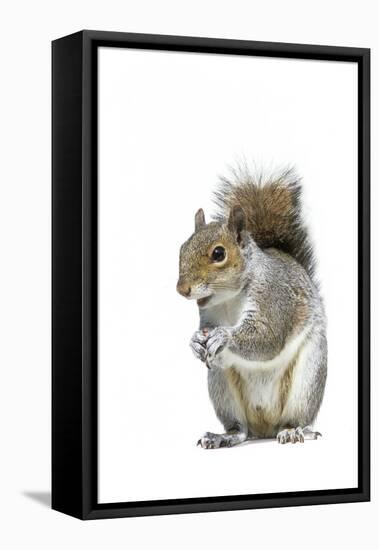 Grey Squirrel-null-Framed Stretched Canvas