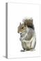 Grey Squirrel-null-Stretched Canvas