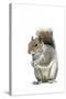 Grey Squirrel-null-Stretched Canvas