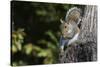 Grey Squirrel-Gary Carter-Stretched Canvas