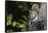 Grey Squirrel-Gary Carter-Framed Stretched Canvas