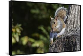 Grey Squirrel-Gary Carter-Framed Stretched Canvas