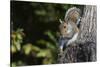 Grey Squirrel-Gary Carter-Stretched Canvas