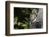 Grey Squirrel-Gary Carter-Framed Photographic Print