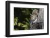 Grey Squirrel-Gary Carter-Framed Photographic Print