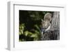 Grey Squirrel-Gary Carter-Framed Photographic Print