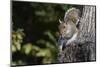 Grey Squirrel-Gary Carter-Mounted Photographic Print