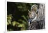 Grey Squirrel-Gary Carter-Framed Photographic Print