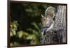 Grey Squirrel-Gary Carter-Framed Photographic Print