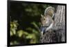 Grey Squirrel-Gary Carter-Framed Photographic Print