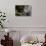 Grey Squirrel-Gary Carter-Photographic Print displayed on a wall