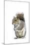 Grey Squirrel-null-Mounted Photographic Print