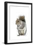 Grey Squirrel-null-Framed Photographic Print