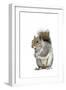 Grey Squirrel-null-Framed Photographic Print