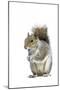 Grey Squirrel-null-Mounted Photographic Print