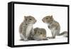 Grey Squirrels (Sciurus Carolinensis) Three Young Hand-Reared Portrait-Mark Taylor-Framed Stretched Canvas
