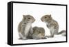 Grey Squirrels (Sciurus Carolinensis) Three Young Hand-Reared Portrait-Mark Taylor-Framed Stretched Canvas