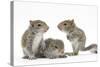 Grey Squirrels (Sciurus Carolinensis) Three Young Hand-Reared Portrait-Mark Taylor-Stretched Canvas