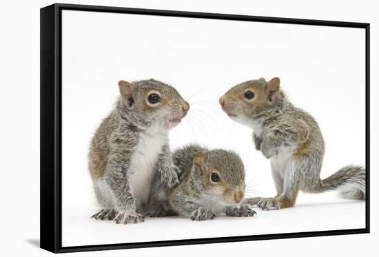 Grey Squirrels (Sciurus Carolinensis) Three Young Hand-Reared Portrait-Mark Taylor-Framed Stretched Canvas