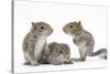 Grey Squirrels (Sciurus Carolinensis) Three Young Hand-Reared Portrait-Mark Taylor-Stretched Canvas