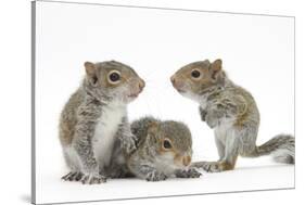 Grey Squirrels (Sciurus Carolinensis) Three Young Hand-Reared Portrait-Mark Taylor-Stretched Canvas